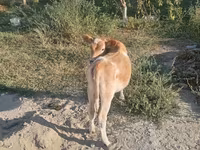 Tyre, Simmental cattle — foto 3