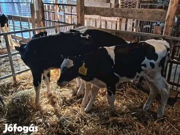 Stier, Russian Black pied cattle