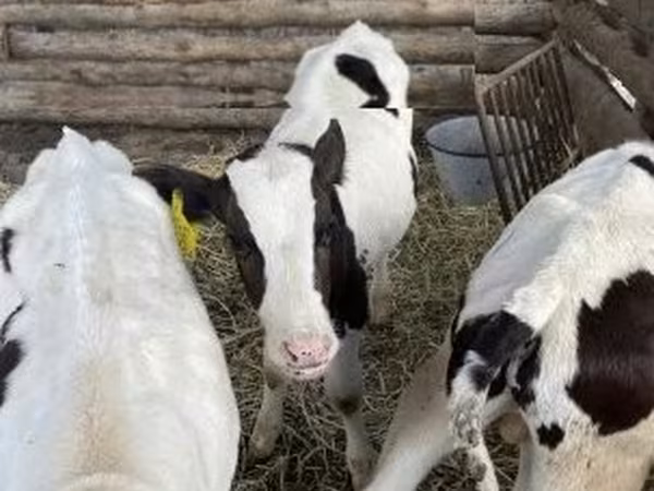 Bull, Russian Black pied cattle — Hungary