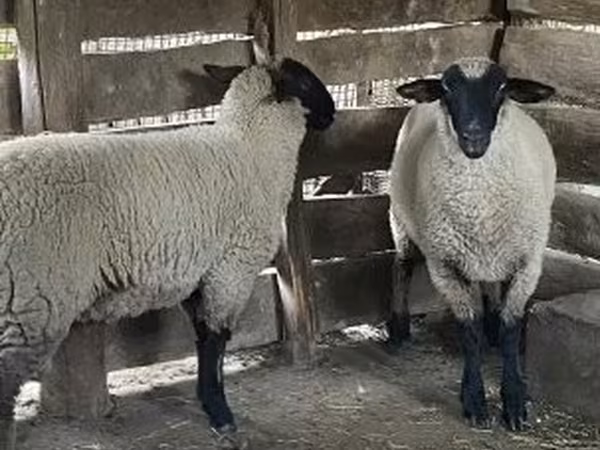 Sheep, Suffolk sheep — Hungary