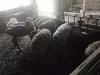 Vædder, Rhon sheep — foto 3
