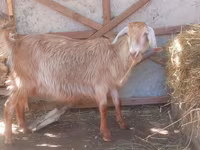 Oğlak, Keçiler — foto 1