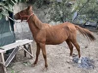 Жребец, Chilean horse — снимка 1