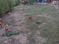 Chickens — รูปภาพ 4