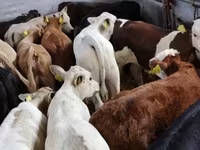 Cattle (batch, sex not specified), Simmental cattle — photo 2