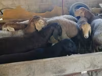 Beran, Rhon sheep — foto 5