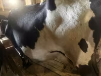 ላም, Hereford — ፎቶ 2