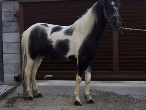 Hengst, Pferde