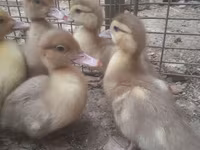 Ducks — 사진 7