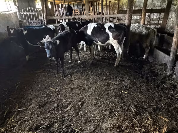 ወንድ በሬ, Cattle
