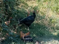 Chickens — عکس 3