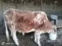 سانڈ, Simmental cattle — تصویر 4