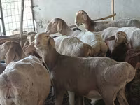 نعجة, Arashan sheep — الصورة 4