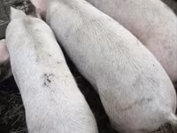ஆண் பன்றி, பன்றிகள் — புகைப்படம் 1