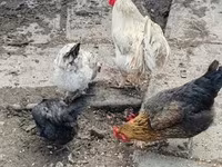 Chickens — عکس 2
