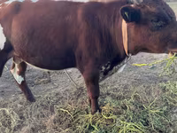 ወንድ በሬ, Ayrshire — ፎቶ 3