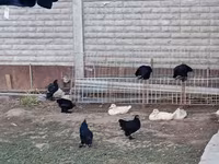 Chickens — zdjęcie 4