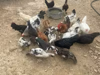 Chickens — عکس 1