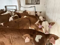 Бик, Simmental cattle — фото 6
