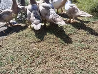 Ducks — foto 2