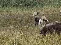 雌羊, Romanov sheep — 写真 2