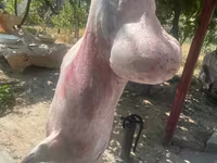 Domba jantan, Rhon sheep — foto 5
