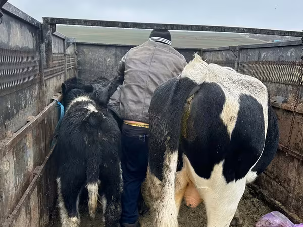 Үнээ, Russian Black pied cattle