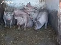 Säue, Schweine — Foto 4