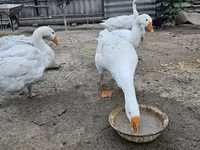Geese — fotografija 2