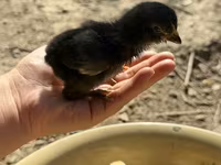 براهما — الصورة 2