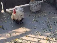 Pekin bantam — foto 5