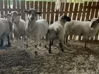 بھیڑ, Merinoland sheep — تصویر 3