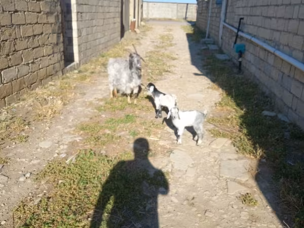 თხა, თხები