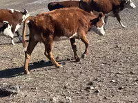 گائے, Simmental cattle — تصویر 5