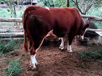 گاو نر, Simmental cattle — عکس 3