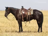Horse (M), Quarter Horse — photo 2