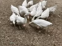 Geese — φωτογραφία 3
