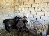 Beran, Ovce — foto 1