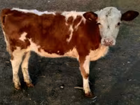 วัวตัวผู้, Swiss cattle — รูปภาพ 5