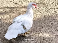 Ducks — 5 зураг