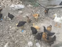 Turkeys — รูปภาพ 3