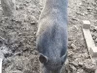 Zeug, Varkens — foto 2