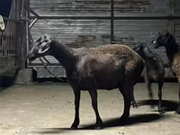 Får, Hissar sheep — foto 3