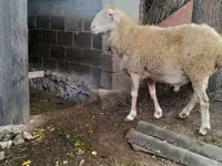 Baran, Assaf sheep — zdjęcie 4