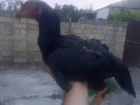 Chickens — 5. fotó