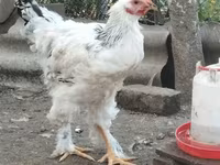 Brahma — photo 2