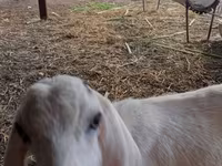 بز ماده, Nubian Goat — عکس 2