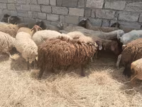 Biri-biri (lot, jantina tidak dinyatakan), Sheep — foto 8