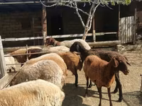 Ovelha, Ovelhas — foto 2