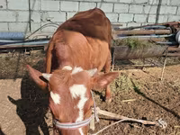 Bovini (lotto, sesso non specificato), Simmental cattle — foto 1